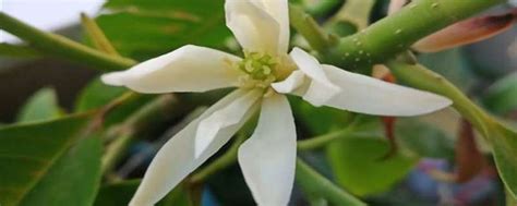 隅角是什麼 白兰花种植